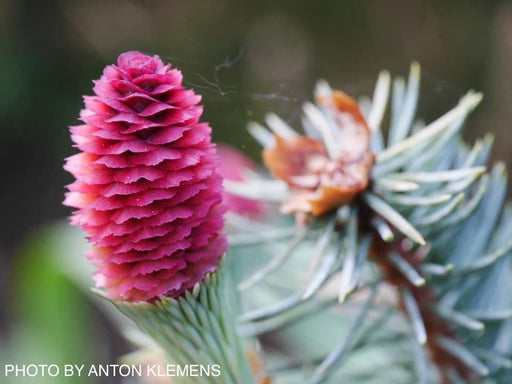 - Picea pungens ‘Ruby Teardrops' Dwarf Colorado Blue Spruce - Mr Maple │ Buy Japanese Maple Trees