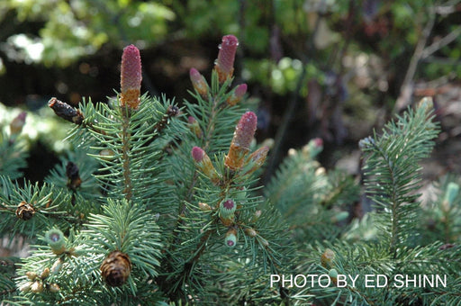 - Picea pungens ‘Ruby Teardrops' Dwarf Colorado Blue Spruce - Mr Maple │ Buy Japanese Maple Trees