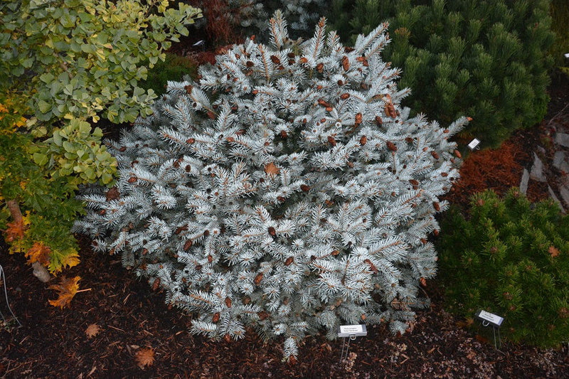 - Picea pungens ‘Ruby Teardrops' Dwarf Colorado Blue Spruce - Mr Maple │ Buy Japanese Maple Trees