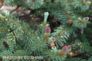 - Picea pungens ‘Ruby Teardrops' Dwarf Colorado Blue Spruce - Mr Maple │ Buy Japanese Maple Trees