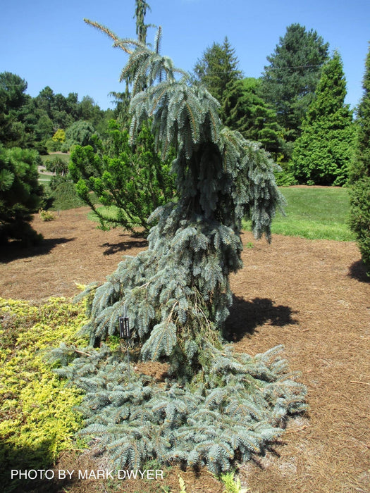 - Picea pungens ‘The Blues' Weeping Blue Spruce - Mr Maple │ Buy Japanese Maple Trees