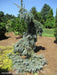 - Picea pungens ‘The Blues' Weeping Blue Spruce - Mr Maple │ Buy Japanese Maple Trees