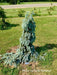 - Picea pungens ‘The Blues' Weeping Blue Spruce - Mr Maple │ Buy Japanese Maple Trees