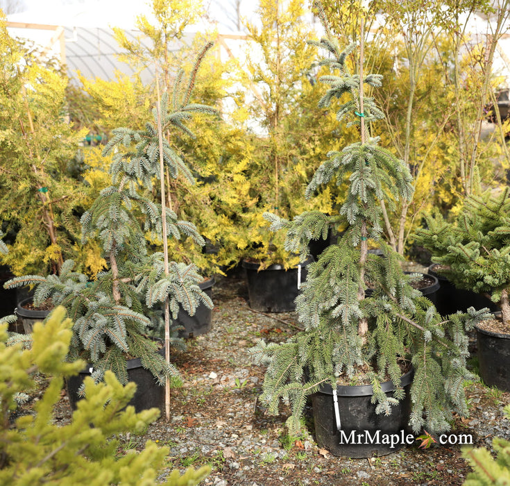 - Picea pungens ‘The Blues' Weeping Blue Spruce - Mr Maple │ Buy Japanese Maple Trees