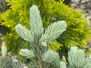- Picea pungens ‘Victor' Colorado Spruce - Mr Maple │ Buy Japanese Maple Trees