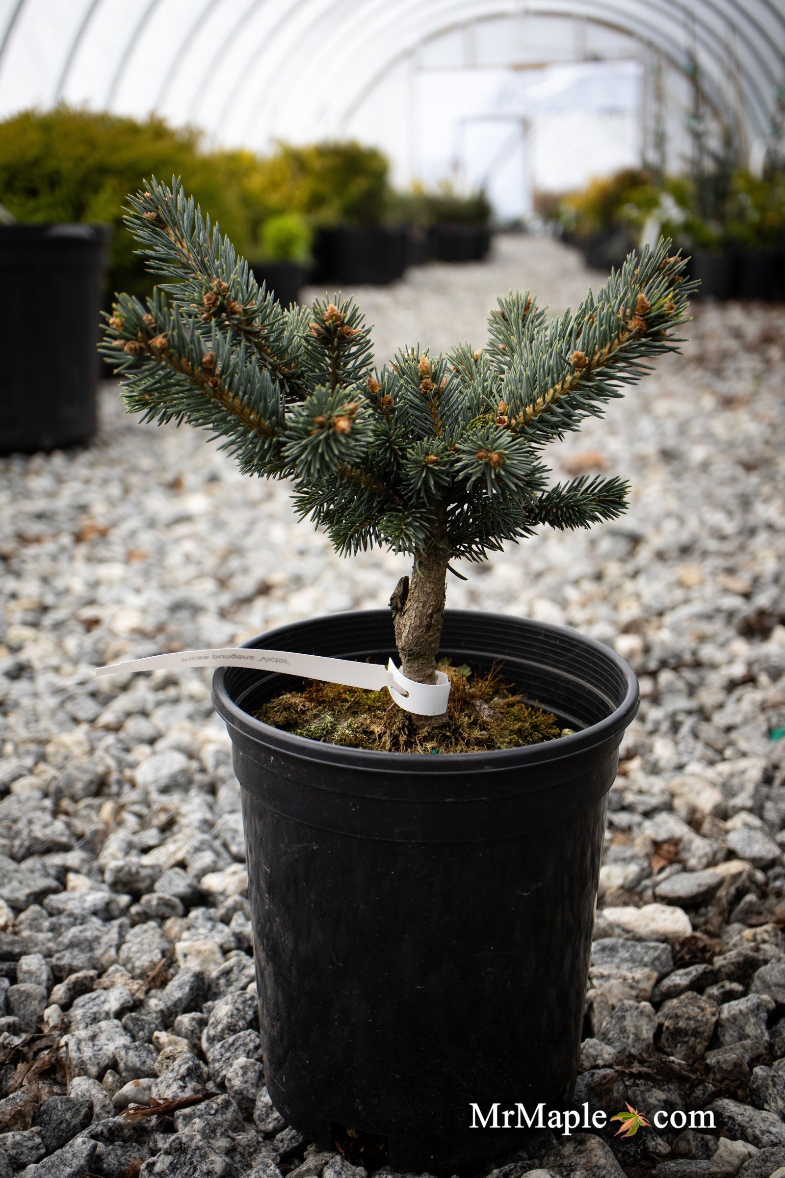 Buy Picea pungens 'Victor' Colorado Spruce — Mr Maple │ Buy