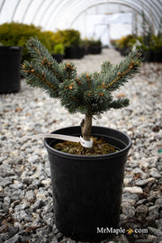 - Picea pungens ‘Victor' Colorado Spruce - Mr Maple │ Buy Japanese Maple Trees