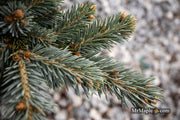 - Picea pungens ‘Victor' Colorado Spruce - Mr Maple │ Buy Japanese Maple Trees