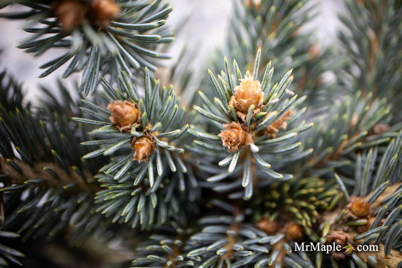 - Picea pungens ‘Victor' Colorado Spruce - Mr Maple │ Buy Japanese Maple Trees