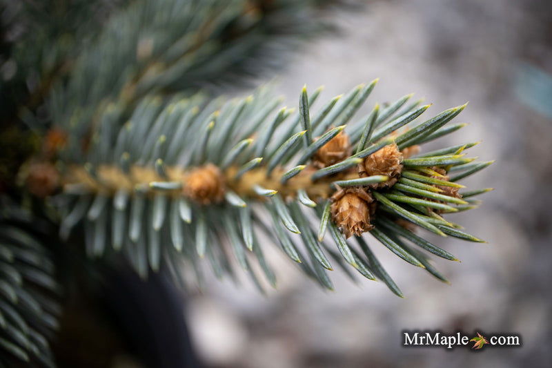 - Picea pungens ‘Victor' Colorado Spruce - Mr Maple │ Buy Japanese Maple Trees