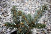 - Picea pungens ‘Victor' Colorado Spruce - Mr Maple │ Buy Japanese Maple Trees