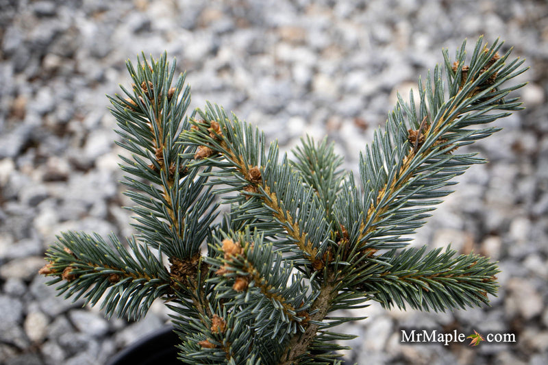 - Picea pungens ‘Victor' Colorado Spruce - Mr Maple │ Buy Japanese Maple Trees