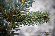- Picea pungens ‘Victor' Colorado Spruce - Mr Maple │ Buy Japanese Maple Trees