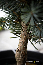 - Picea pungens ‘Victor' Colorado Spruce - Mr Maple │ Buy Japanese Maple Trees