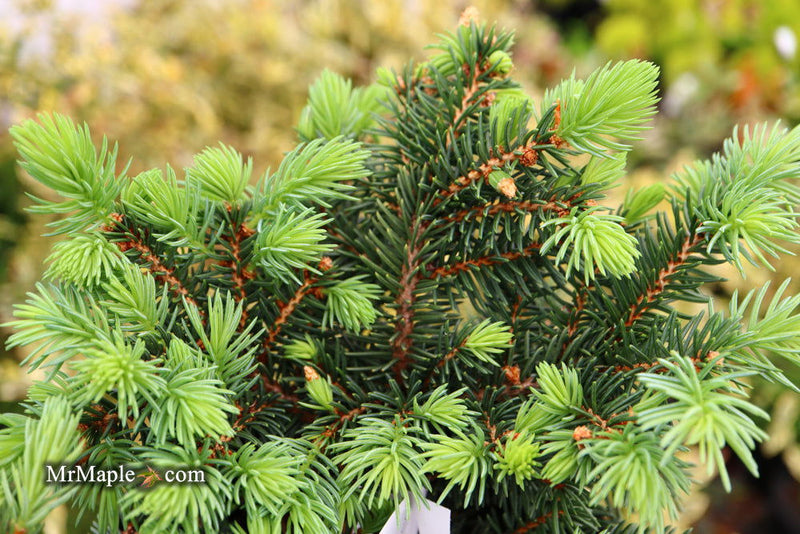 - Picea pungens ‘Waldbrunn' Miniature Colorado Blue Spruce - Mr Maple │ Buy Japanese Maple Trees