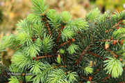 - Picea pungens ‘Waldbrunn' Miniature Colorado Blue Spruce - Mr Maple │ Buy Japanese Maple Trees