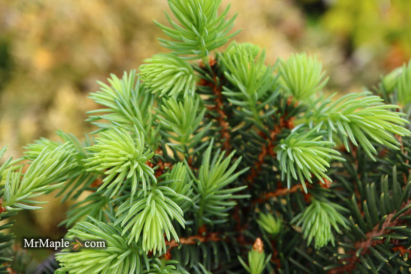 - Picea pungens ‘Waldbrunn' Miniature Colorado Blue Spruce - Mr Maple │ Buy Japanese Maple Trees