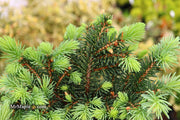 - Picea pungens ‘Waldbrunn' Miniature Colorado Blue Spruce - Mr Maple │ Buy Japanese Maple Trees