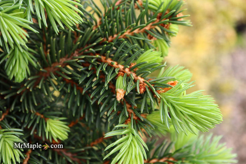 - Picea pungens ‘Waldbrunn' Miniature Colorado Blue Spruce - Mr Maple │ Buy Japanese Maple Trees