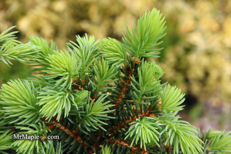 - Picea pungens ‘Waldbrunn' Miniature Colorado Blue Spruce - Mr Maple │ Buy Japanese Maple Trees