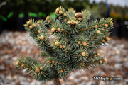 - Picea pungens ‘Wendy' Colorado Spruce - Mr Maple │ Buy Japanese Maple Trees