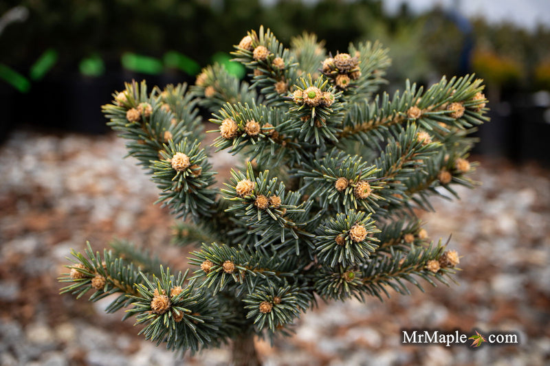 - Picea pungens ‘Wendy' Colorado Spruce - Mr Maple │ Buy Japanese Maple Trees