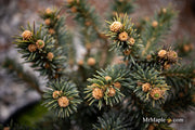 - Picea pungens ‘Wendy' Colorado Spruce - Mr Maple │ Buy Japanese Maple Trees