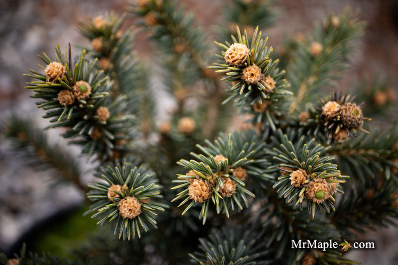 - Picea pungens ‘Wendy' Colorado Spruce - Mr Maple │ Buy Japanese Maple Trees
