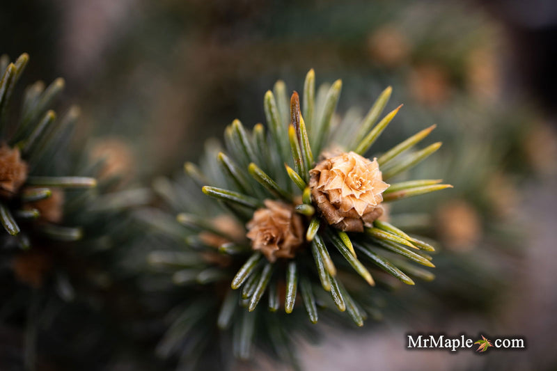 - Picea pungens ‘Wendy' Colorado Spruce - Mr Maple │ Buy Japanese Maple Trees