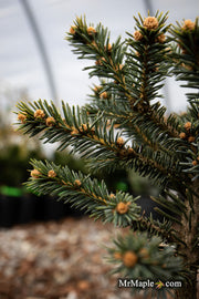 - Picea pungens ‘Wendy' Colorado Spruce - Mr Maple │ Buy Japanese Maple Trees