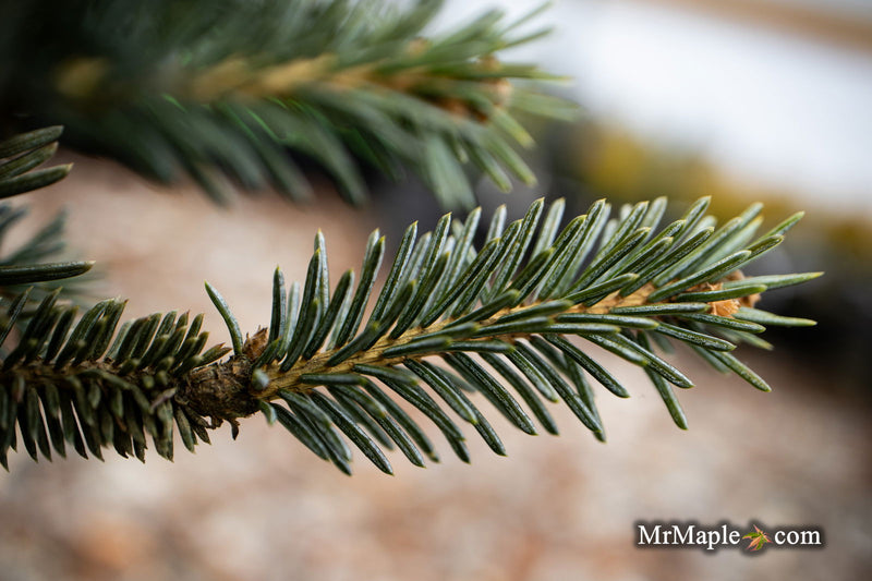 - Picea pungens ‘Wendy' Colorado Spruce - Mr Maple │ Buy Japanese Maple Trees
