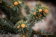 - Picea pungens ‘Wendy' Colorado Spruce - Mr Maple │ Buy Japanese Maple Trees