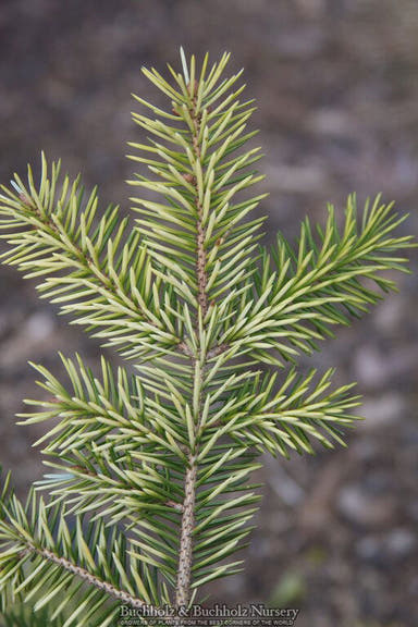- Picea sitchensis 'Haida' Dwarf Sitka Spruce - Mr Maple │ Buy Japanese Maple Trees