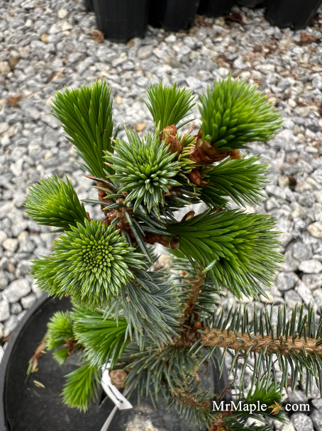 - Picea sitchensis 'Sugarloaf' Dwarf Sitka Spruce - Mr Maple │ Buy Japanese Maple Trees