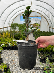 - Picea sitchensis 'Sugarloaf' Dwarf Sitka Spruce - Mr Maple │ Buy Japanese Maple Trees