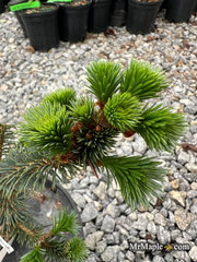 - Picea sitchensis 'Sugarloaf' Dwarf Sitka Spruce - Mr Maple │ Buy Japanese Maple Trees