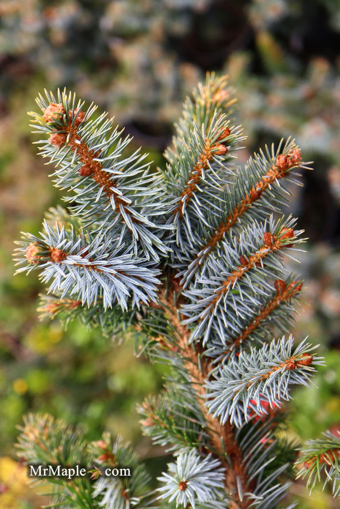 - Picea sitchensis 'Uncle Wiley' Dwarf Sitka Spruce - Mr Maple │ Buy Japanese Maple Trees