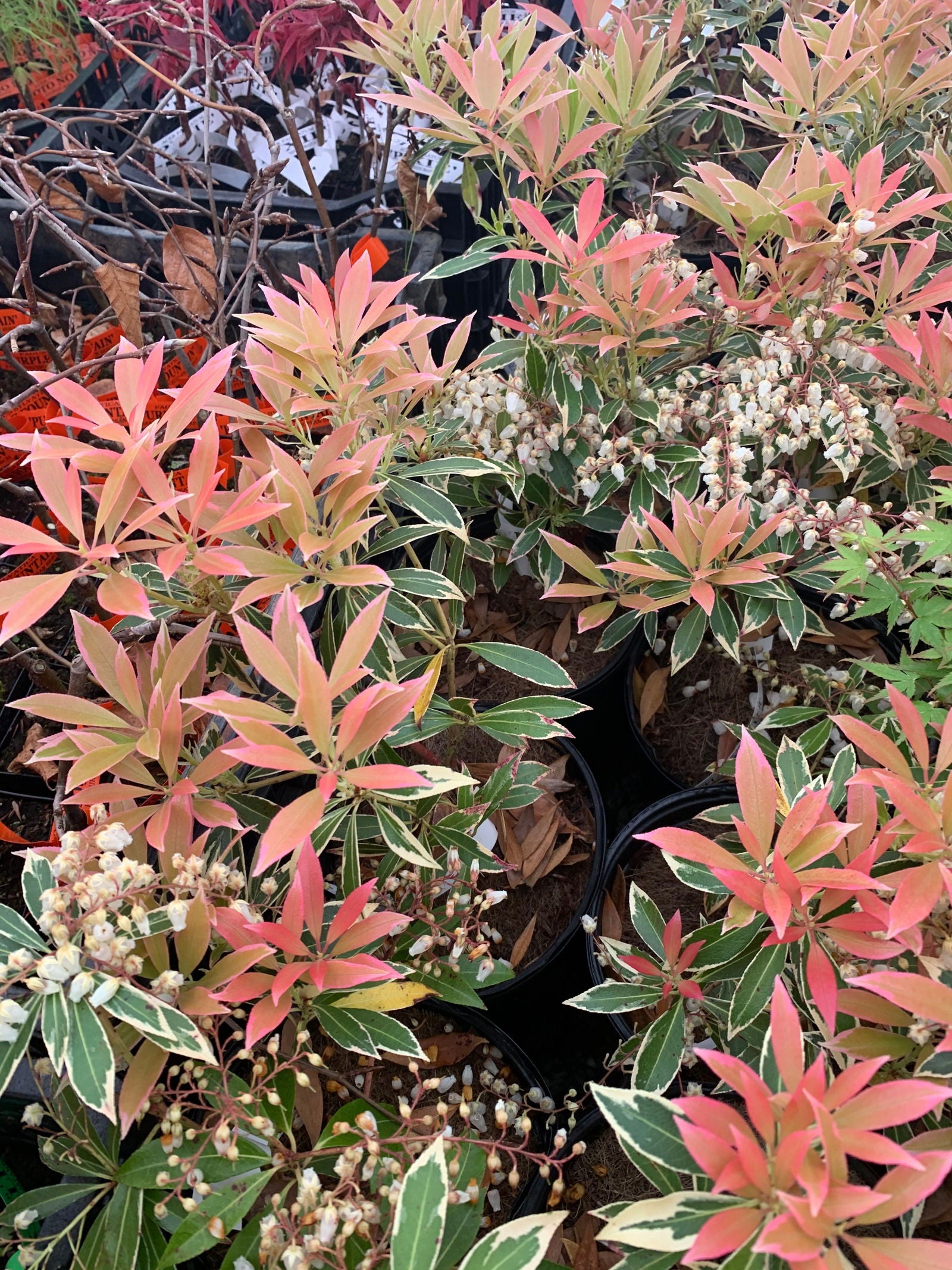 Buy Pieris japonica 'Flaming Silver' Flowering Japanese andromeda