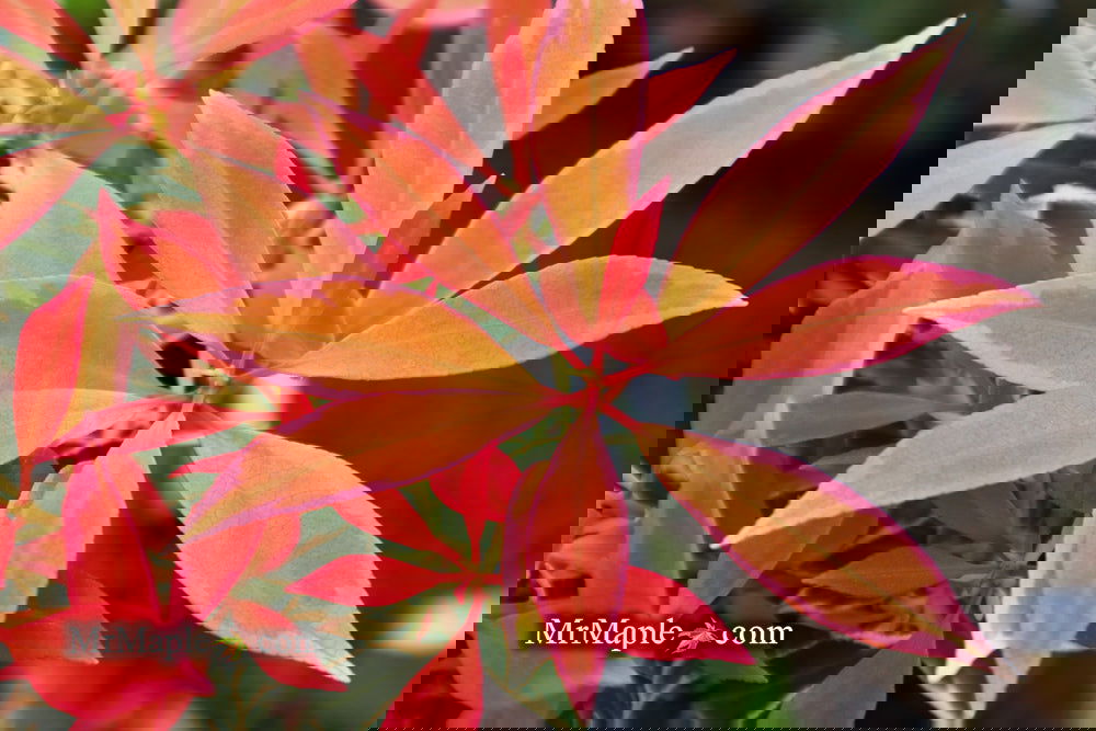 ジャイアントスノーフェアリー Saxifraga fortunei 'Rubrifolia' - Japanese Rock Foil (4.5