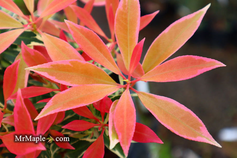 - Pieris japonica 'Flaming Silver' Flowering Japanese andromeda - Mr Maple │ Buy Japanese Maple Trees