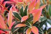 - Pieris japonica 'Flaming Silver' Flowering Japanese andromeda - Mr Maple │ Buy Japanese Maple Trees