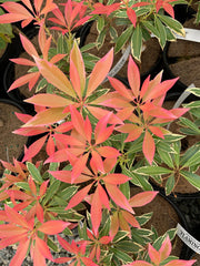 - Pieris japonica 'Flaming Silver' Flowering Japanese andromeda - Mr Maple │ Buy Japanese Maple Trees