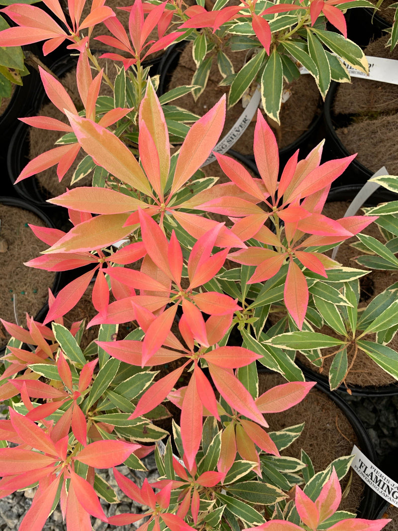 - Pieris japonica 'Flaming Silver' Flowering Japanese andromeda - Mr Maple │ Buy Japanese Maple Trees