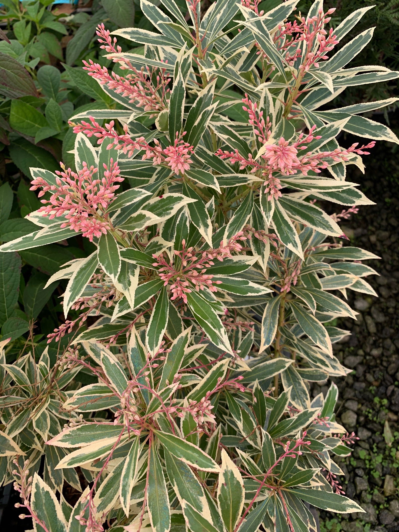 Pieris japonica - Thumbnail 3