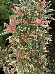 - Pieris japonica 'Flaming Silver' Flowering Japanese andromeda - Mr Maple │ Buy Japanese Maple Trees