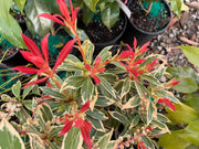 - Pieris japonica 'Flaming Silver' Flowering Japanese andromeda - Mr Maple │ Buy Japanese Maple Trees