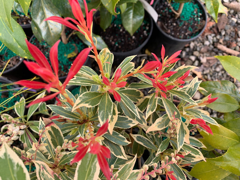 - Pieris japonica 'Flaming Silver' Flowering Japanese andromeda - Mr Maple │ Buy Japanese Maple Trees