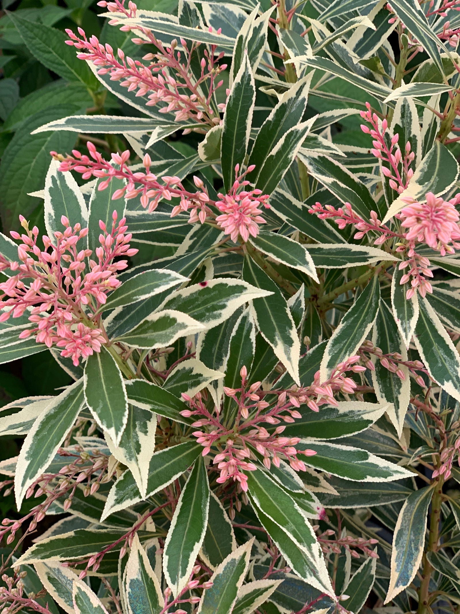 Mr Maple Pieris japonica - Thumbnail 4
