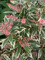 - Pieris japonica 'Flaming Silver' Flowering Japanese andromeda - Mr Maple │ Buy Japanese Maple Trees