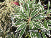 - Pieris japonica 'Flaming Silver' Flowering Japanese andromeda - Mr Maple │ Buy Japanese Maple Trees